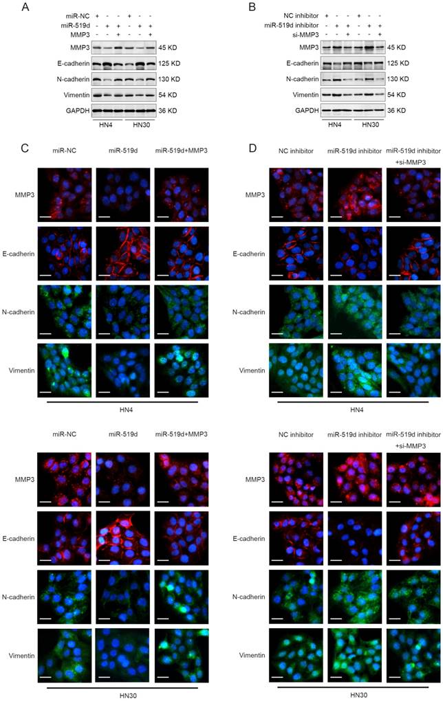 J Cancer Image