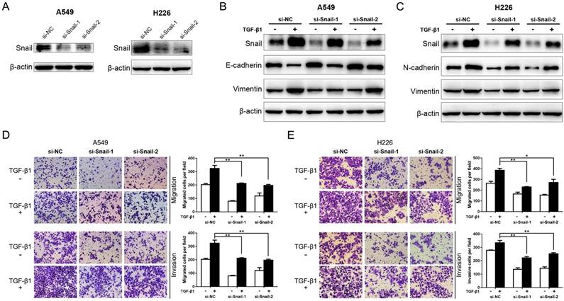 J Cancer Image