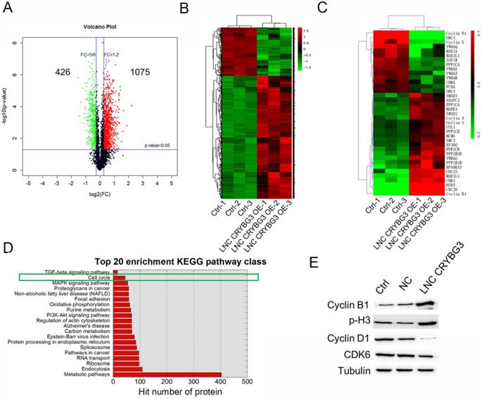 J Cancer Image