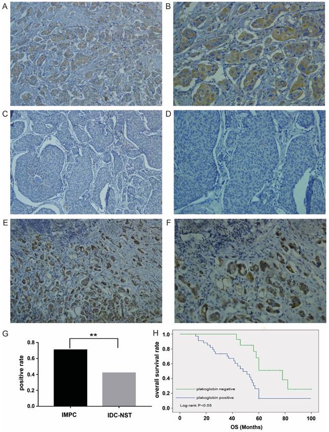 J Cancer Image