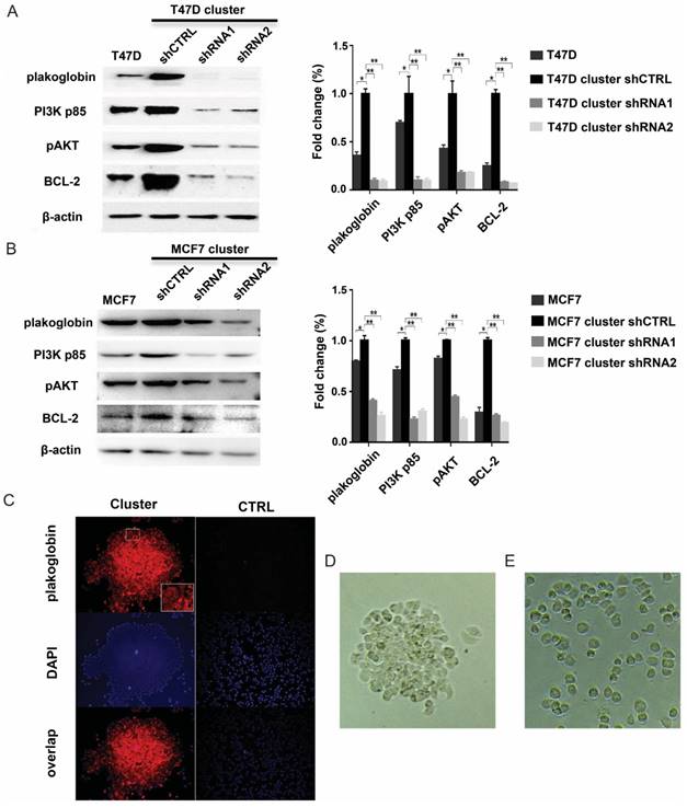 J Cancer Image