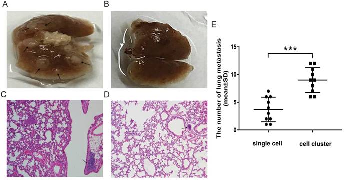 J Cancer Image