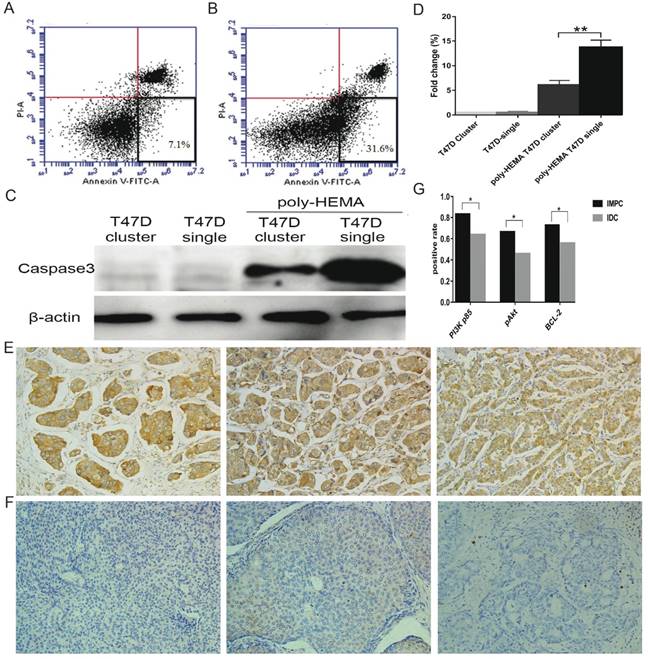 J Cancer Image