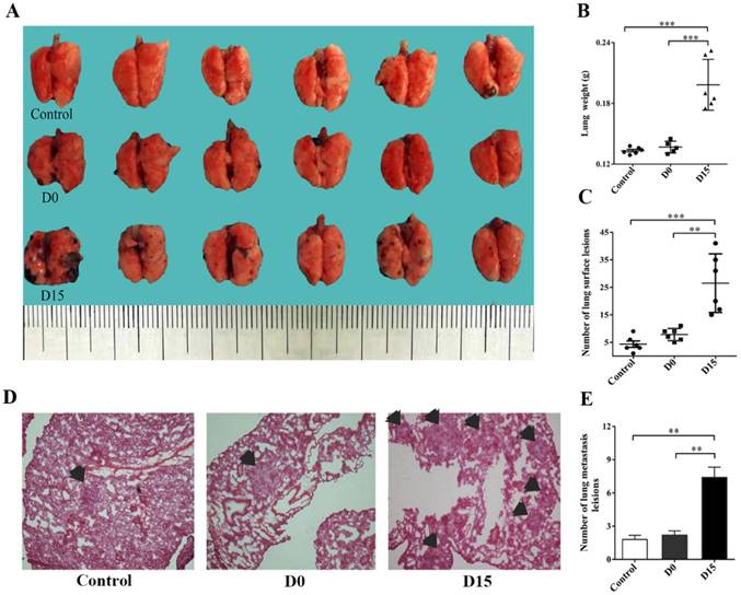 J Cancer Image