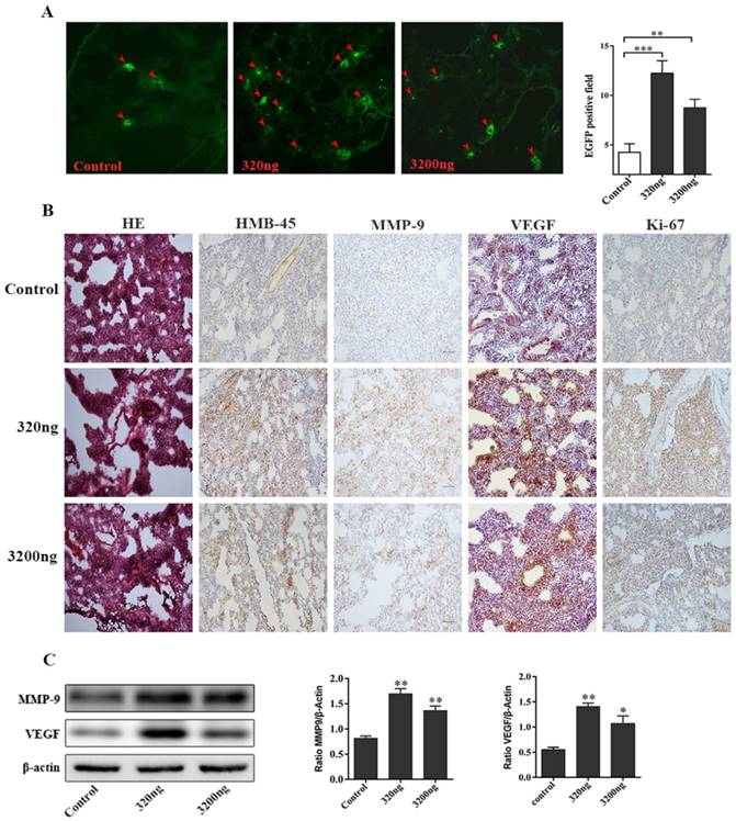 J Cancer Image