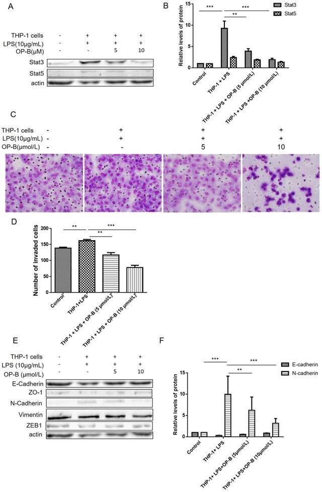 J Cancer Image