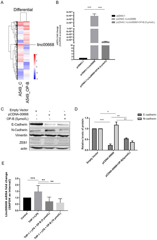 J Cancer Image