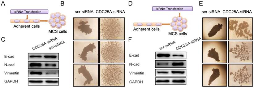 J Cancer Image