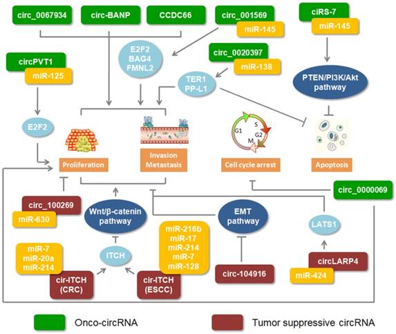 J Cancer Image