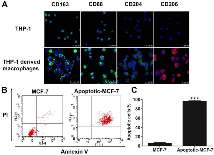 J Cancer Image