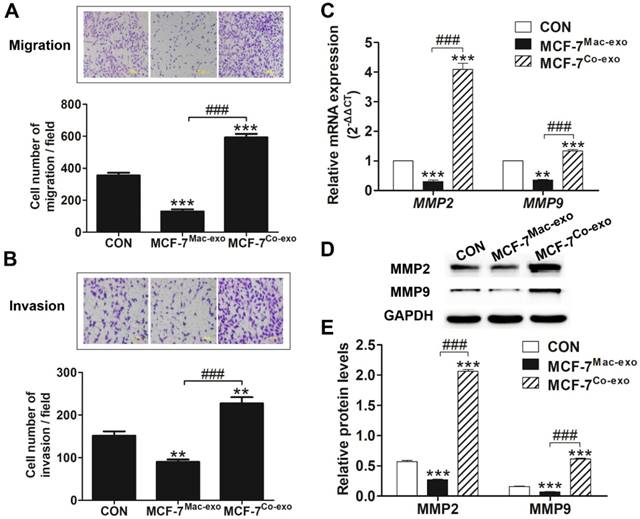 J Cancer Image