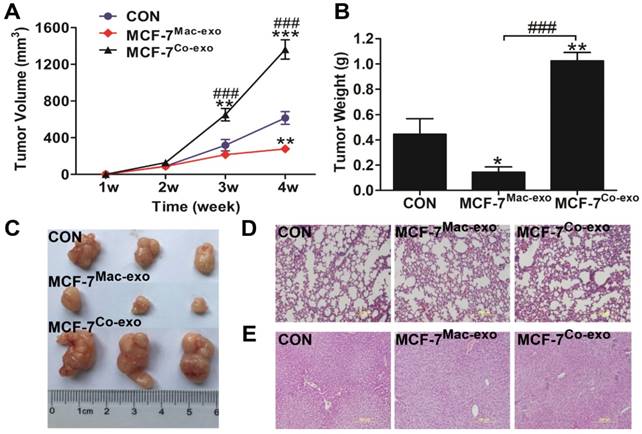 J Cancer Image