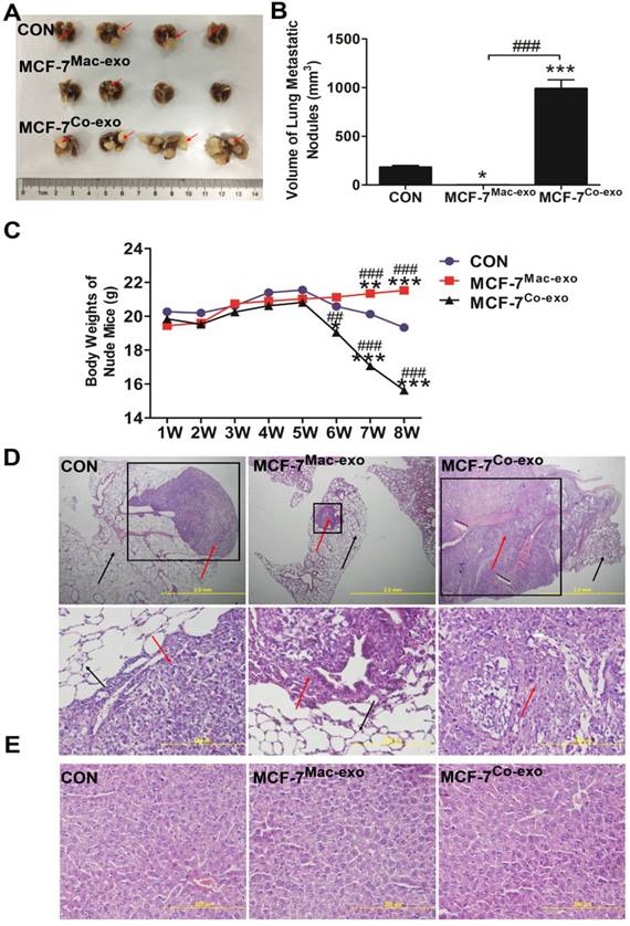 J Cancer Image