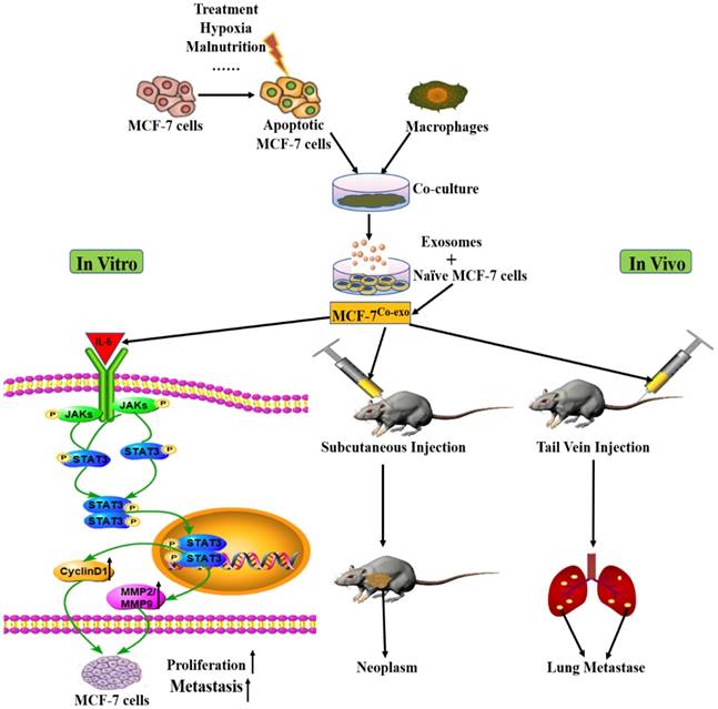 J Cancer Image