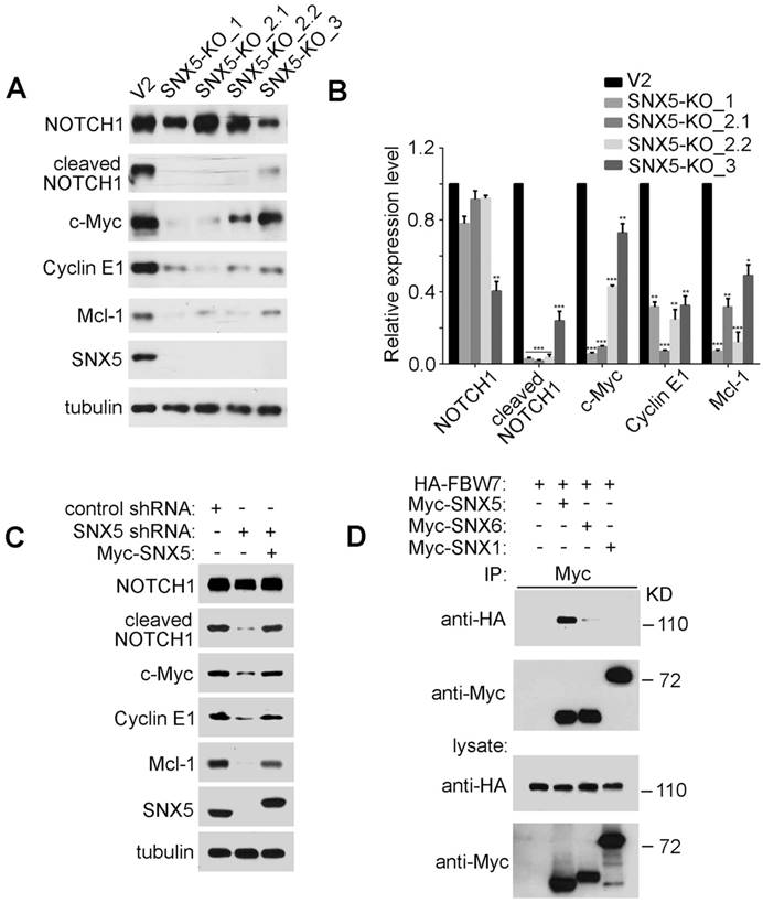 J Cancer Image