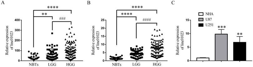 J Cancer Image