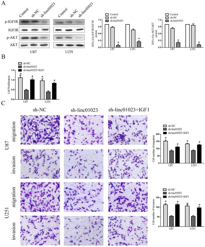 J Cancer Image