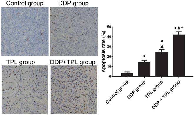 J Cancer Image