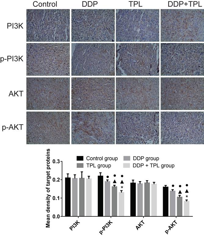 J Cancer Image