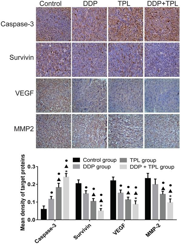 J Cancer Image