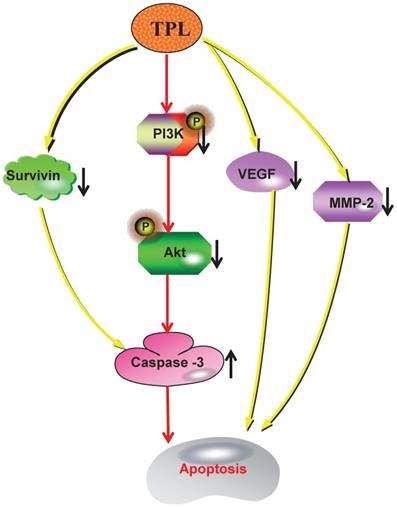 J Cancer Image