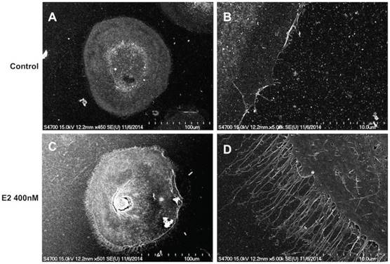 J Cancer Image