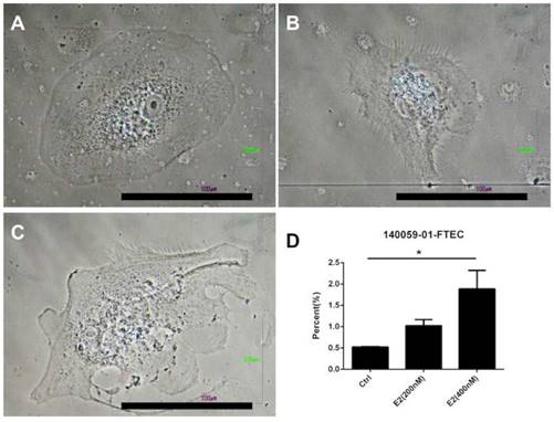 J Cancer Image