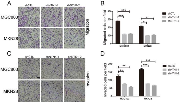 J Cancer Image