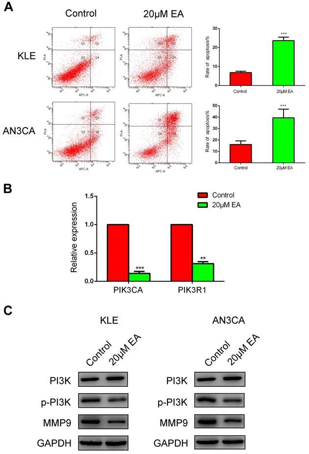 J Cancer Image