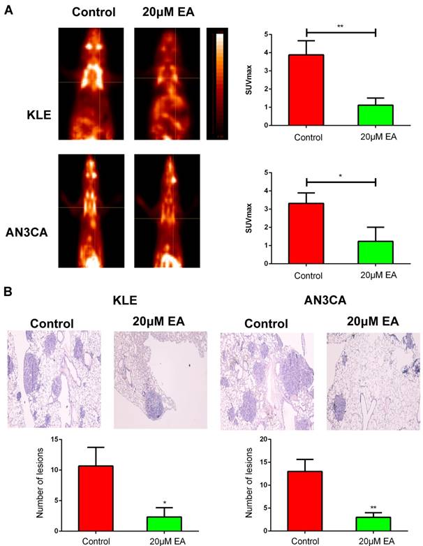 J Cancer Image