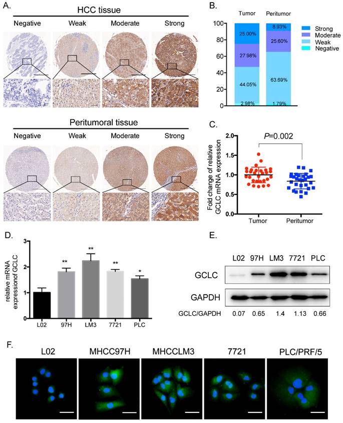 J Cancer Image