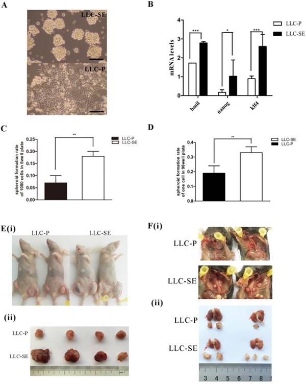 J Cancer Image