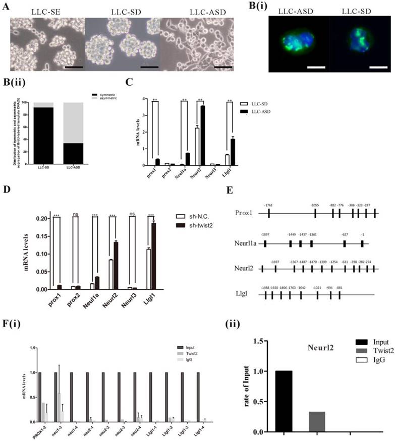 J Cancer Image