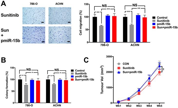 J Cancer Image