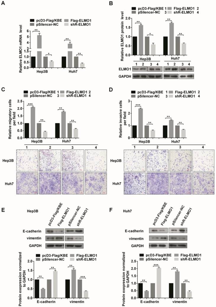 J Cancer Image