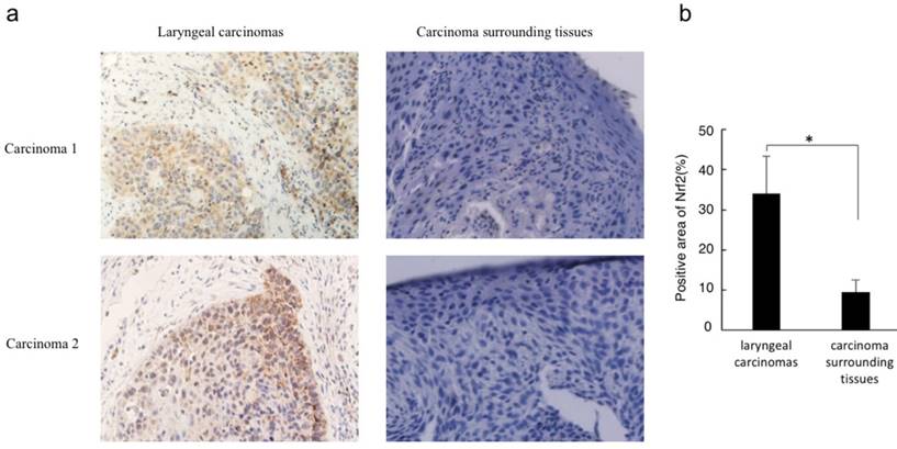 J Cancer Image