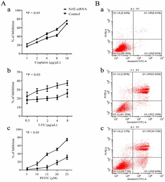 J Cancer Image