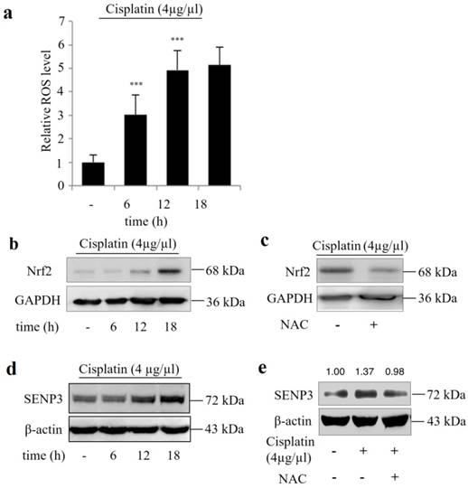 J Cancer Image