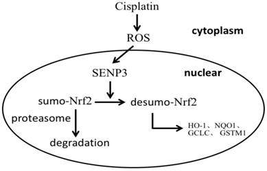 J Cancer Image