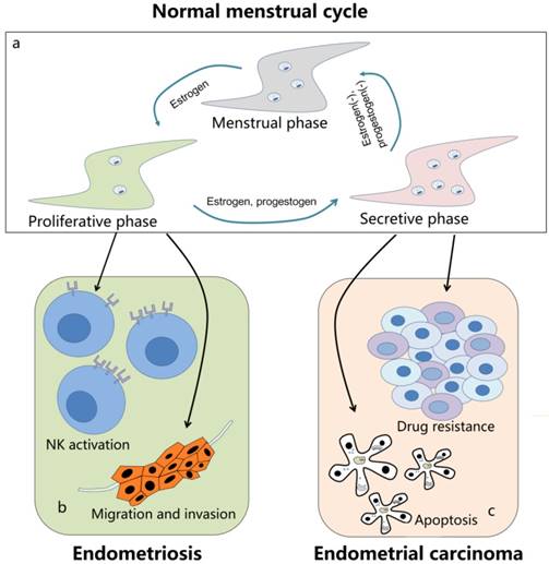 J Cancer Image