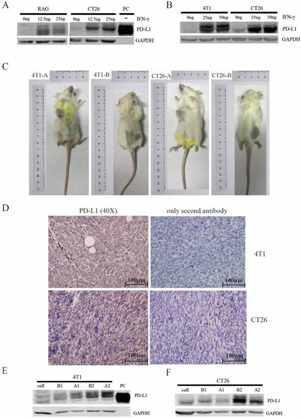 J Cancer Image