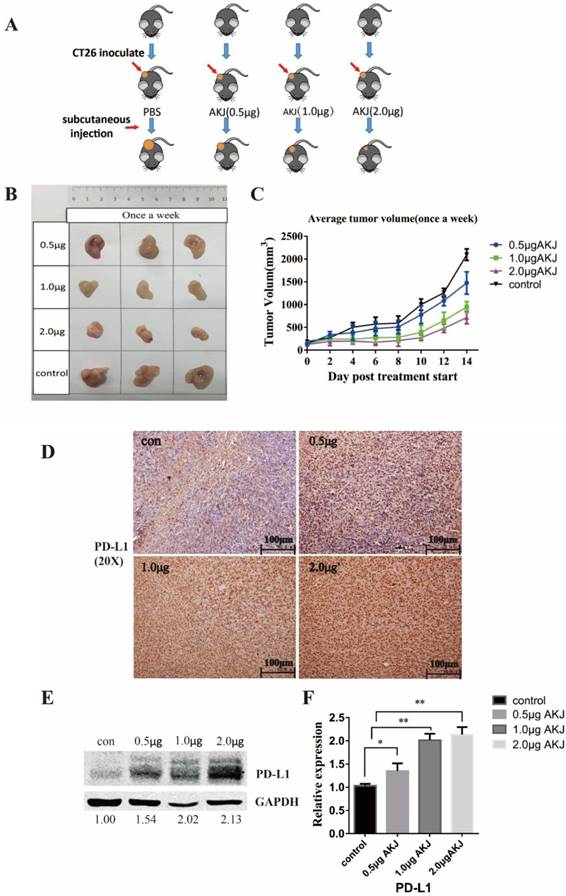 J Cancer Image