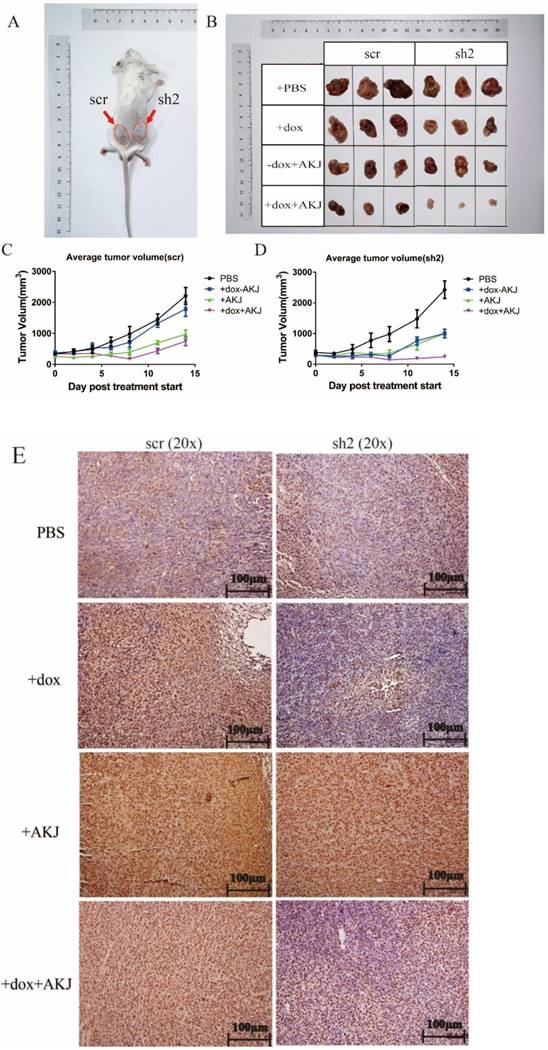 J Cancer Image