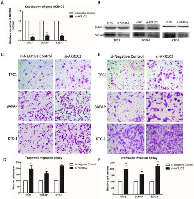 J Cancer Image