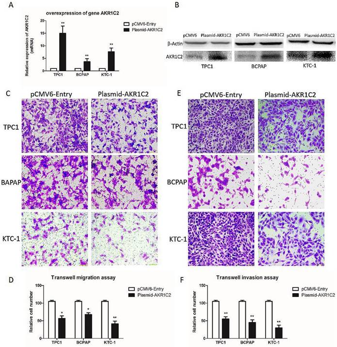 J Cancer Image