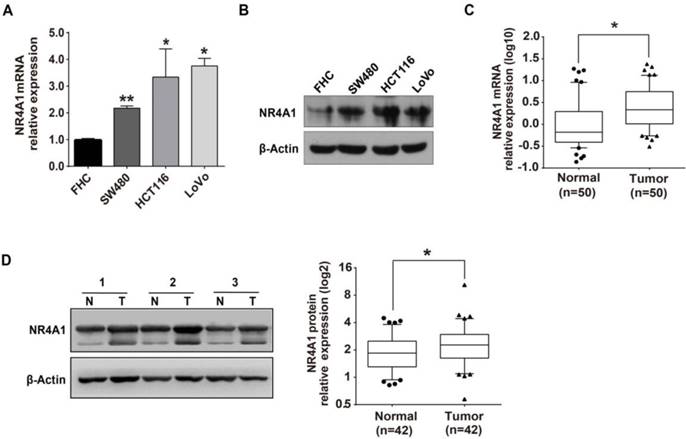 J Cancer Image