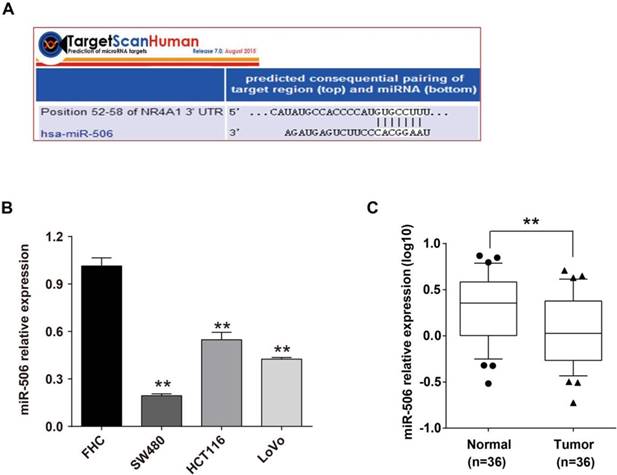 J Cancer Image