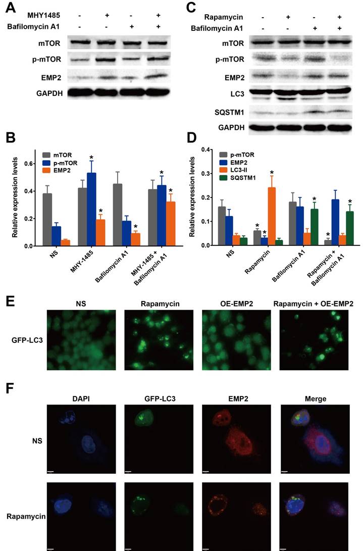 J Cancer Image