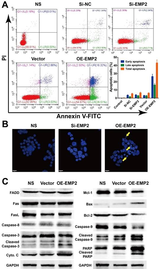 J Cancer Image