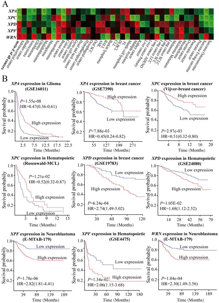 J Cancer Image